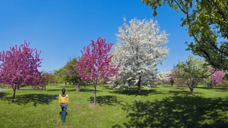 primavera