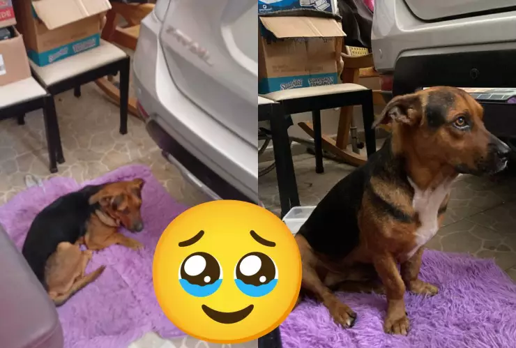 ¡Solidaridad ante todo! Ciudadanos resguardan a los animalitos de la calle por el impacto del huracán Beryl