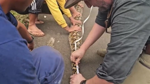 Pitón reticulada más larga del mundo