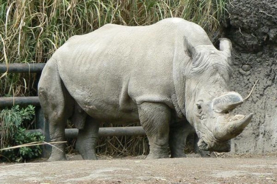 Sólo quedan 5 ejemplares en el mundo