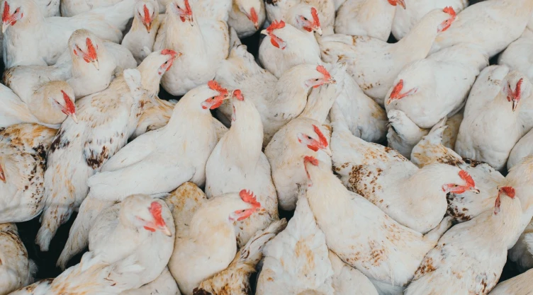 gripe-aviar-h5n1-mexico-cajeme-sonora