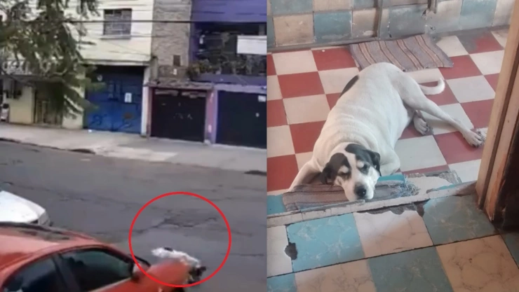 balean a perrito Max venustiano carranza militar video