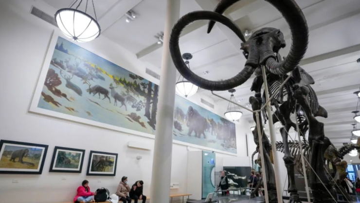 Desextición ¿podrían regresar los mamuts Esto es lo que dicen los científicos