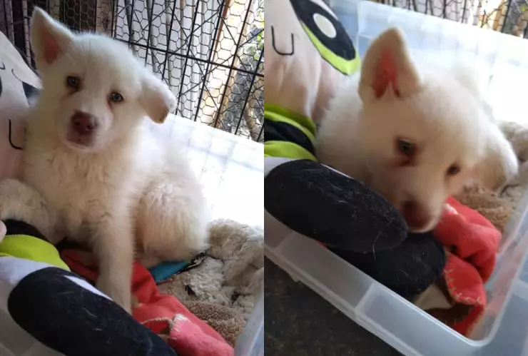 ¡Conmovedor! Niño lleva a su perro a un albergue porque su papá le pegaba; le manda cartas a diario