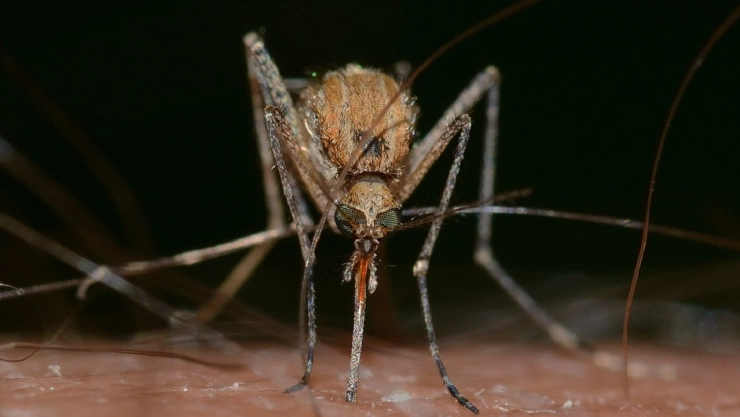 mosquito con numero de serie