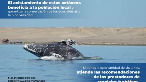 ballena 2.jpg