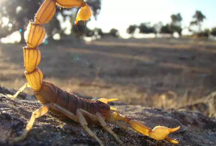 Alacranes en Jalisco: ¿cómo tratar la picadura de un alacrán?