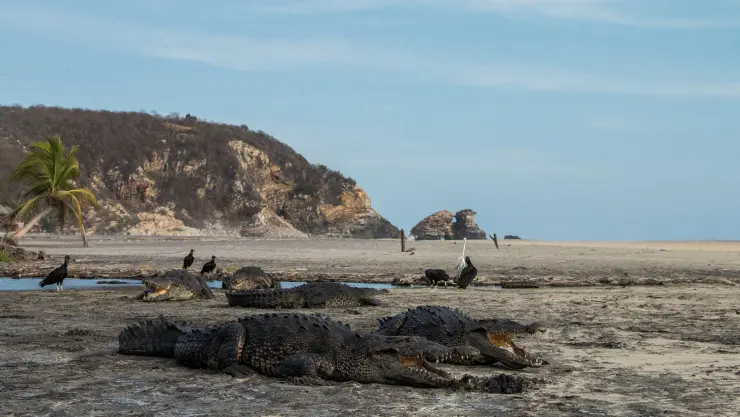 Cocodrilos regresan a playa de Oaxaca ante la ausencia de personas