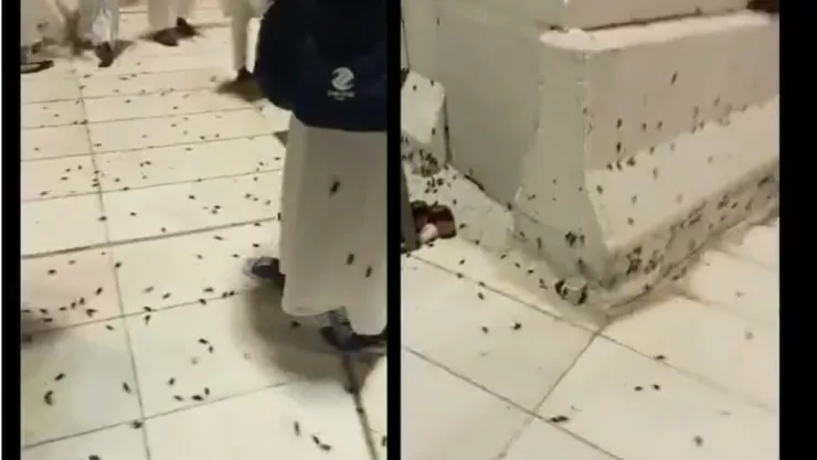 Langostas en templo musulmán