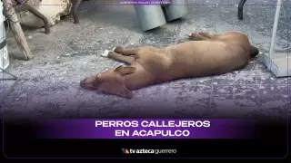 perros-callejeros.jpg