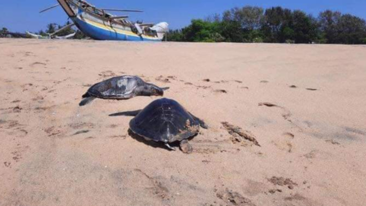 tortugas-sri-lanka.jpg