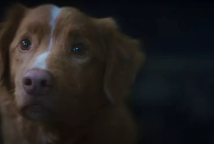Indy, el valiente perrito de la película “Good Boy”, enfrenta fuerzas sobrenaturales en su propio hogar