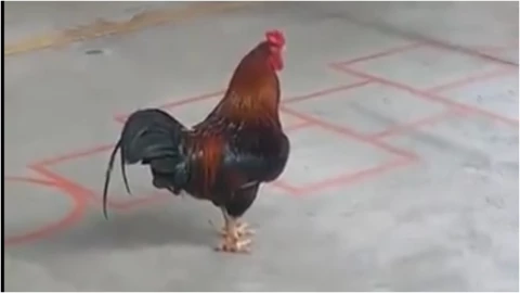 VIDEO_ ¡Inédito! Captan gallo asistiendo a jornada electoral en Nuevo León