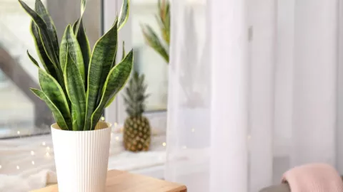 La lengua de suegra es vista como una planta que ayuda a absorber y neutralizar la energía.