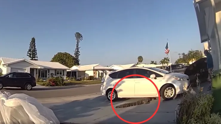 Un caimán descubierto mientras entregaban una pizza en Florida.