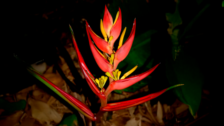 La flor de Niluyarilo y su papel en las festividades chiapanecas del Niño florero