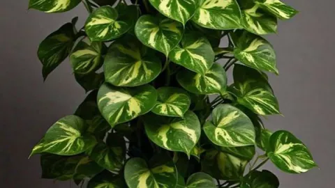 5 plantas de interior pequeñas que puedes poner en la sala o el dormitorio: se ven realmente aesthetic