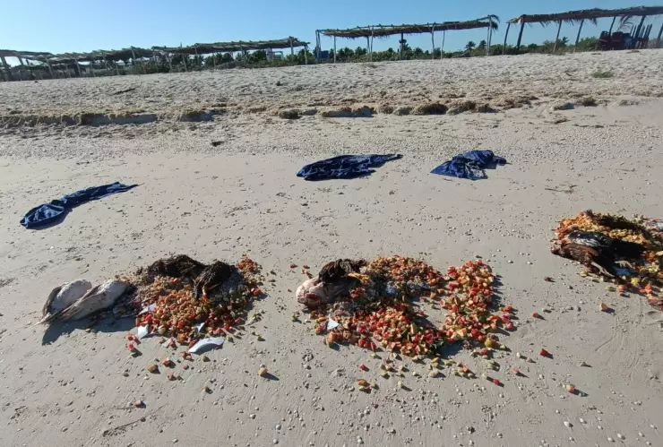 Fotos: Reportan aparición de desechos EXTRAÑOS en playa de Yucatán