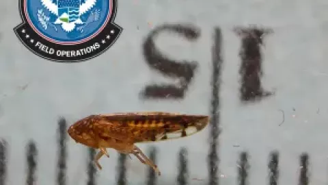 El descubrimiento fue realizado por especialistas agrícolas de la CBP durante una inspección rutinaria de un cargamento de radicchio procedente de México.