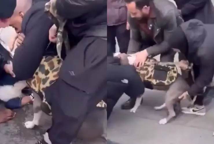 Pitbull ataca a bebé de 1 año