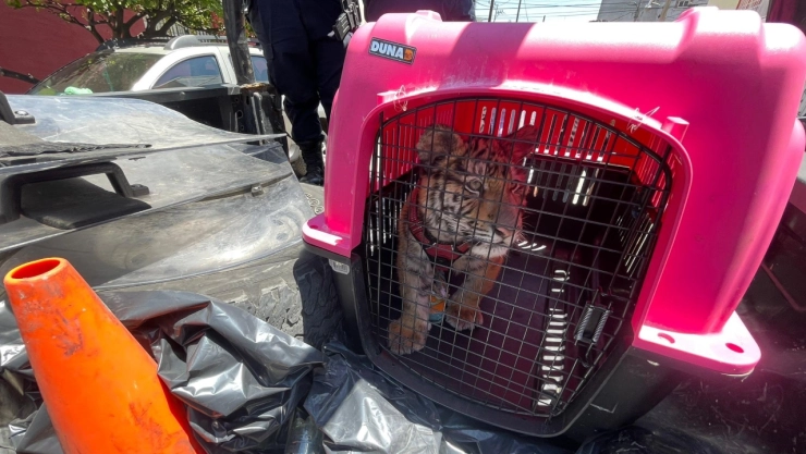 rescatan-tigre-bengala-en-ecatepec-denuncia-por-maltrato-en-vivienda