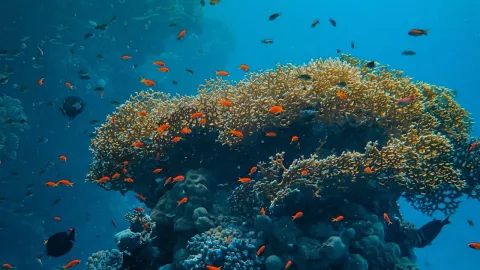 Arrecife de coral