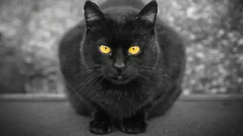 Emiten alerta por gato radioactivo en Japón