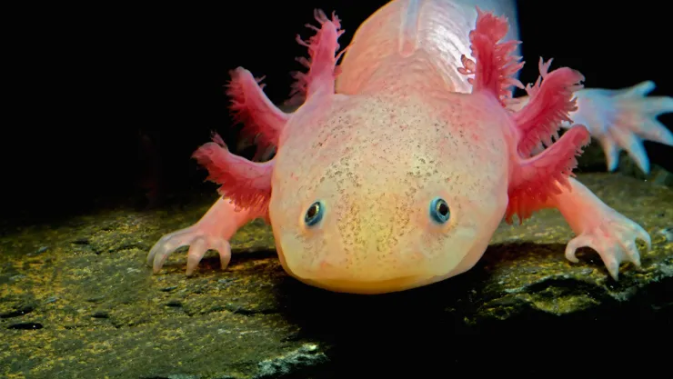 Aholote: La amenaza se debe a la presencia de especies invasoras en su hábitat natural, la urbanización y la contaminación del agua.
