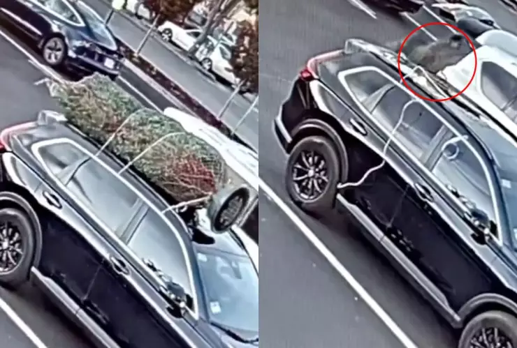 Hombre se roba árbol de navidad de un estacionamiento