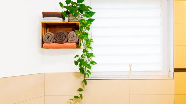 plantas de interior
