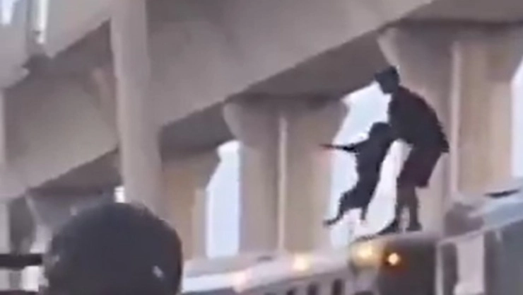 Perro cae desde más de tres metros sobre el techo de un camión tras ser presuntamente lanzado en Nuevo León
