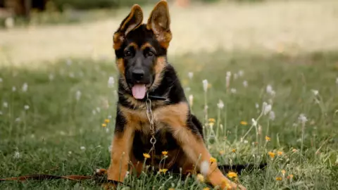 perros más inteligentes - pastor belga