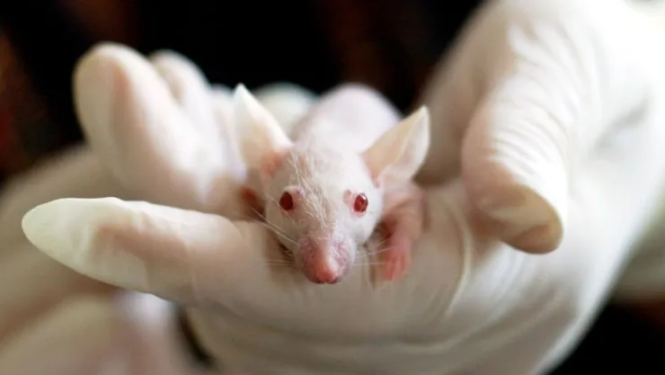 Científicos crean crías de ratón con células de dos machos