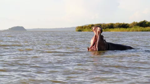 11 personas, incluido un bebé, siguen desaparecidas tras ataque de hipopótamo.jpg