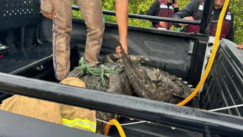 El animal fue rescatado por las autoridades para llevarlo a su hábitat natural.