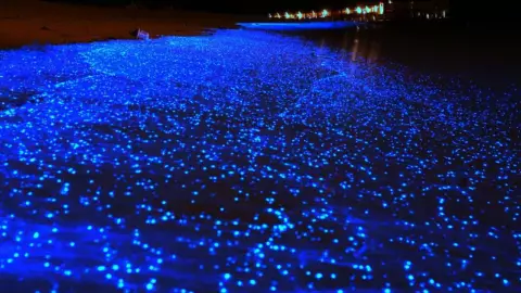 La bioluminisencia en Holbox. es un espectáculo que muchos disfrutan