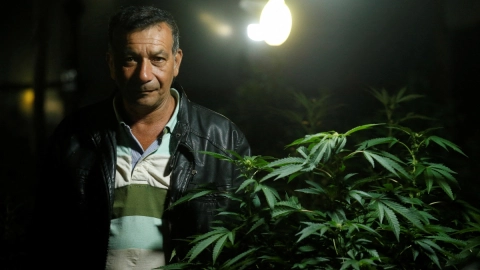 Cofepris autoriza cultivo de marihuana para uso industrial en México