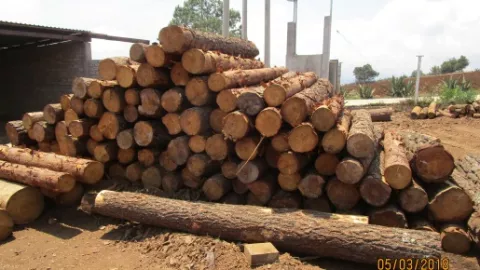 Clausuran aserradero en Metepec, Hidalgo