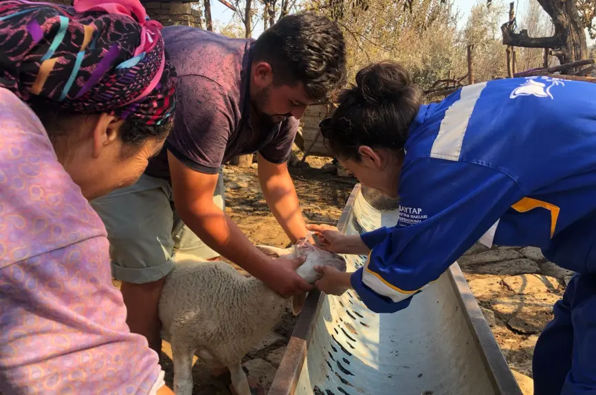 HAYTAP recoge a animales heridos por los incendios en Turquía