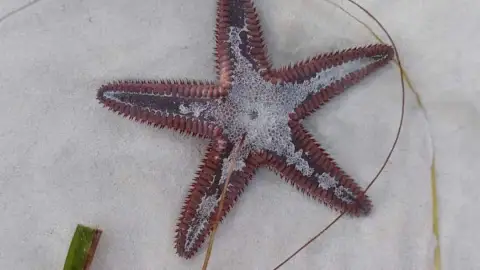 FOTOVIDEO El mar se aleja 30 METROS en playas de Yucatán previa a la llegada del Huracán Beryl