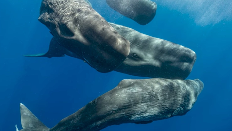 Sistema-de-comunicación-de-las-ballenas-es-similar-al-humano-según-la-IA-estudio