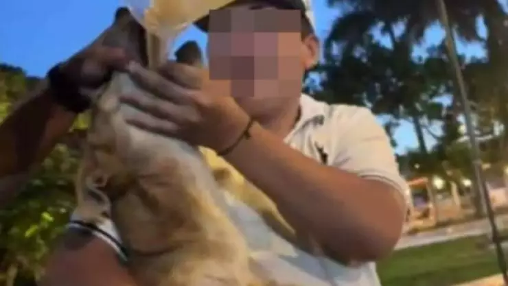 vinculan proceso sujeto emborracho perrito goliath dzidzantun