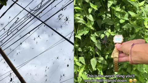 Arañas en Bali