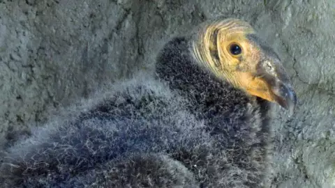 crias condor de california