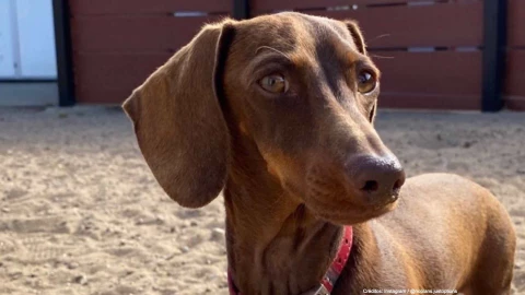 perrita atraviesa mundo reencontrarse familia.jpg