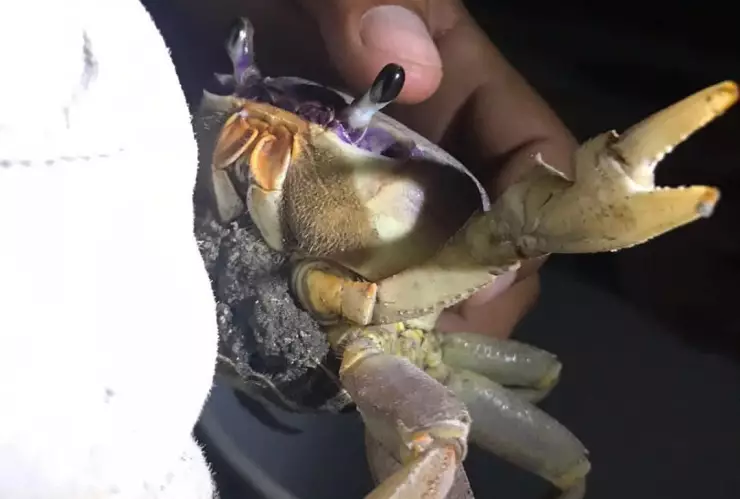 ¿Qué es el gas natural? Anuncian su llegada a Quintana Roo