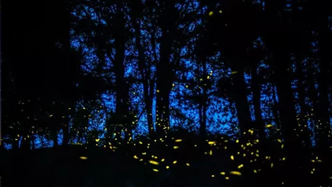 Disfruta esta temporada del Santuario de Luciérnagas en Tlaxcala: ¿Cómo llegar desde Puebla?