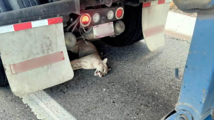 Trailero salva a puma en la autopista 57