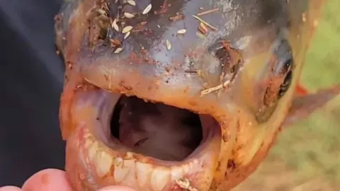 pez con dientes humanos-nino-pesca-ejemplar-pacu-oklahoma-pez