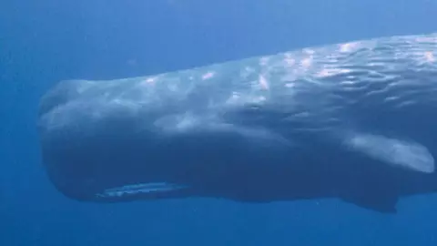 Video Hallan ejemplar de ballena muerta en playa de Costa Maya